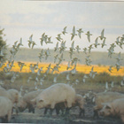 POSTIKORTTI  Suomen luonnonsuojeluliitto, Norppa-tunnus - pikkukuva 1