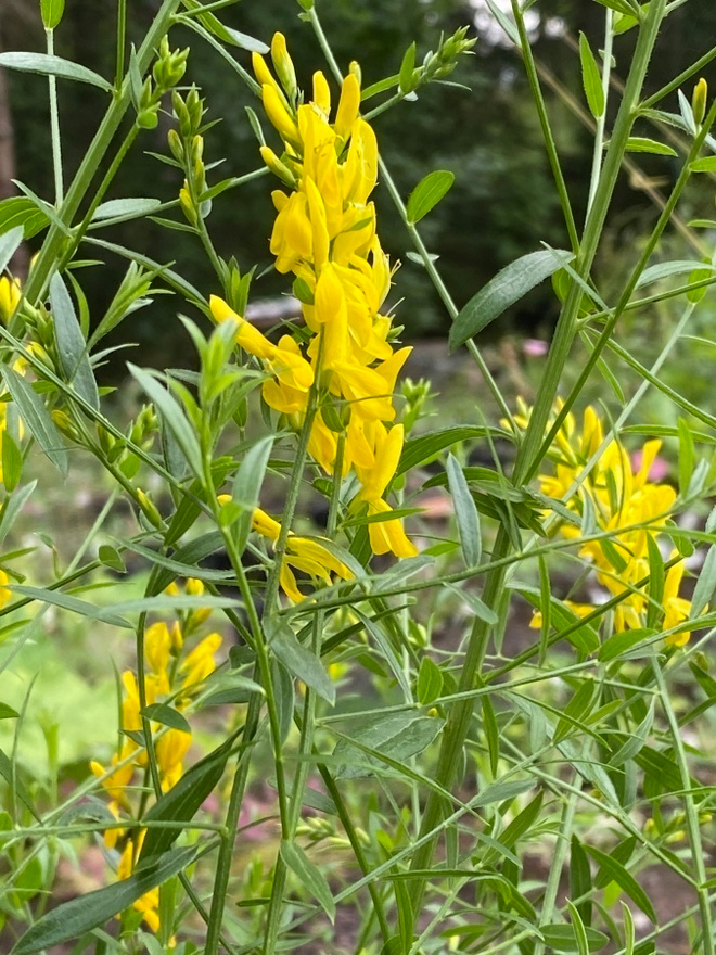 Pensasväriherne (Genista tinctoria), siemeniä 50 kpl