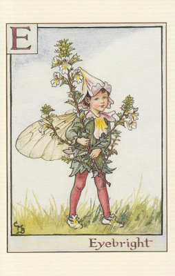 Cicely Mary Barker: Silmäruohon keiju, kirjain E