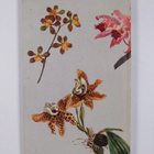 Gerhard Nebel : Orchideen - pikkukuva 2
