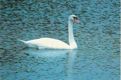 Postikortti, Eläinaihe, eläimet ,lintu / linnut