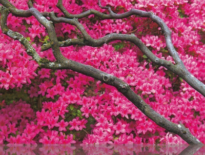 Vaaleanpunainen rhododendron (isohko kortti)