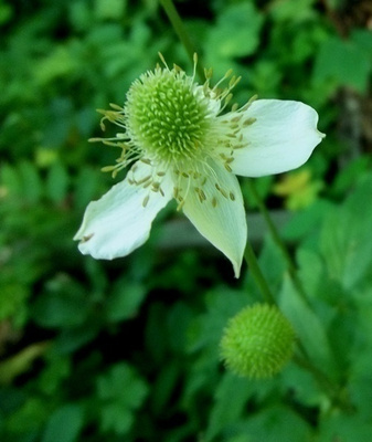 Virginianvuokko (Anemone virginiana), siemeniä 50 kpl