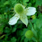 Virginianvuokko (Anemone virginiana), siemeniä 50 kpl - pikkukuva 1