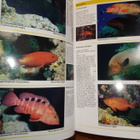 Debelius :  RED SEA REEF GUIDE ( SIS POSTIKULU) - pikkukuva 2