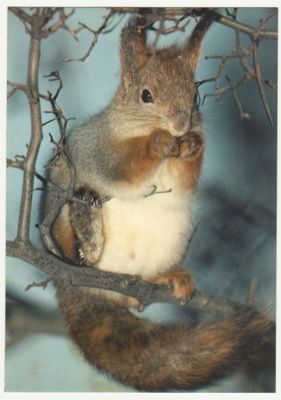 Orava WWF postikortti