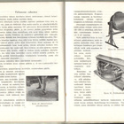 BETONISTA JA SEN KÄYTÖSTÄ. 1961 - pikkukuva 4