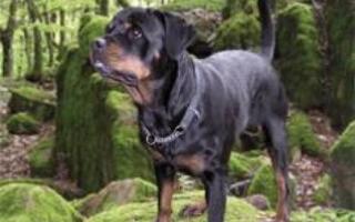 Rottweiler - Suomen suosituimmat koirarodut