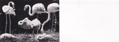 Helsinki, Korkeasaari, flamingot b631