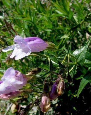 Liilapipo (Penstemon lyallii), siemeniä 50 kpl
