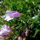 Liilapipo (Penstemon lyallii), siemeniä 50 kpl - pikkukuva 1