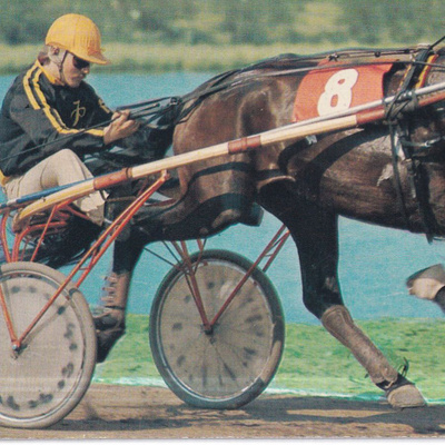 Hevonen. ravuri. e296