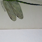 *LP* STRAWBS Dragonfly - pikkukuva 3