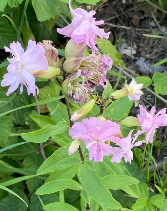 Rohtosuopayrtti 'Rosea Plena', siemeniä 50 kpl