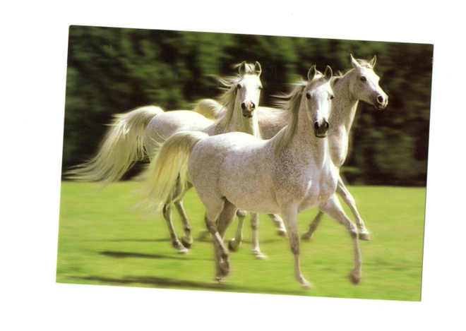 °°Laukkaavat vaaleat HEVOSET°° -KORTTI /Papron (Kulkematon)