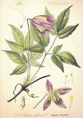 Alppikärhö - Atragene alpina