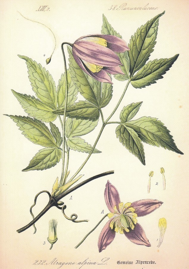 Alppikärhö - Atragene alpina