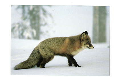 P.Helo °°KETTU TALVILUONNOSSA°° -KORTTI /(Kulkematon)