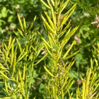 Peltokanankaali (Barbarea vulgaris), siemeniä 50 kpl - pikkukuva 2