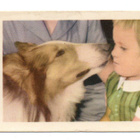 Purkkakuva CA n:o 72 LASSIE Purukumikuva. - pikkukuva 1
