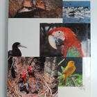 Venezuela, Paradise of Birds - pikkukuva 2