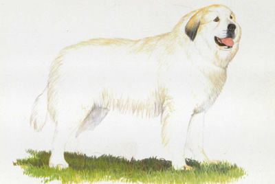 KUVASZ POSTIKORTTI