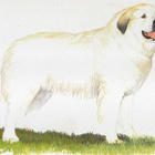 KUVASZ POSTIKORTTI - pikkukuva 1