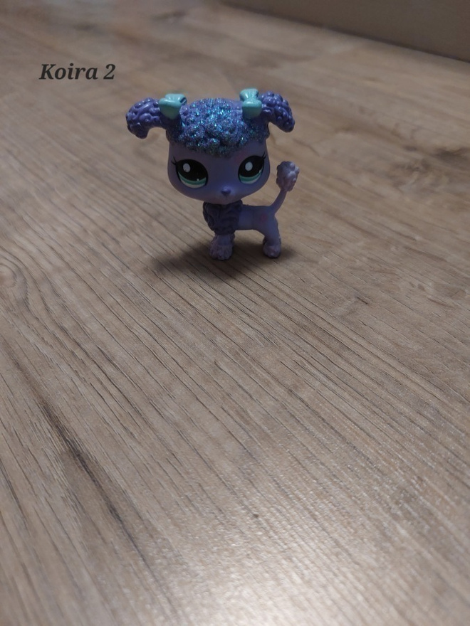 Lps puudeli koira 2