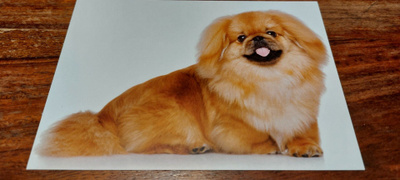 PEKINGEESI *UUSI*