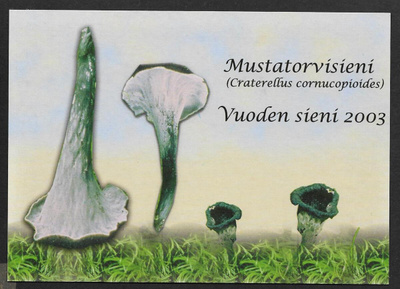 Mustatorvisieni