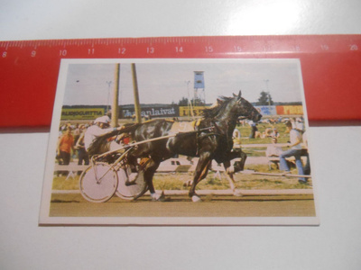 K 15 Jenkki Ravi ja ratsastus # 14