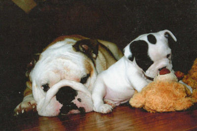BULLDOG  POSTIKORTTI