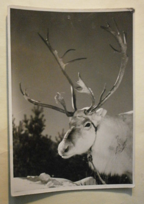 Poro, lappalaisen ajokki, vkpk, p. 1954 + Lapin lapset ksm