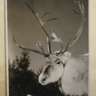 Poro, lappalaisen ajokki, vkpk, p. 1954 + Lapin lapset ksm - pikkukuva 1