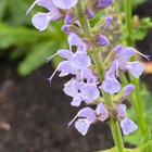 Lehtosalvia 'Crystal Blue', siemeniä 50 kpl - pikkukuva 2