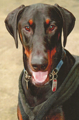 DOBERMANNI  POSTIKORTTI