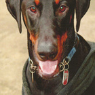 DOBERMANNI  POSTIKORTTI - pikkukuva 1
