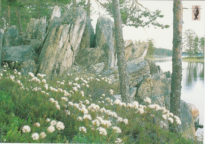 POSTIKORTTI  Suomen luonnonsuojeluliitto, Norppa-tunnus