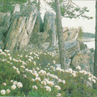 POSTIKORTTI  Suomen luonnonsuojeluliitto, Norppa-tunnus - pikkukuva 1