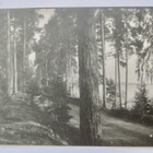 VANHA Postikortti Punkaharju 1929 - pikkukuva 1