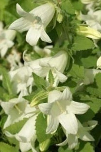 Kermakello (Campanula ochroleuca), siemeniä 50 kpl