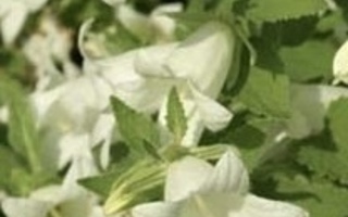 Kermakello (Campanula ochroleuca), siemeniä 50 kpl
