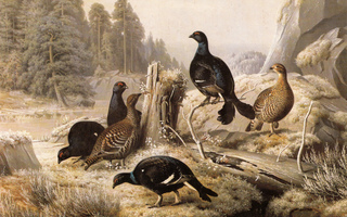 Ferdinand von Wright - Teeriä kallion juurella.