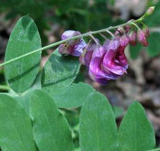 Mustalinnunherne (Lathyrus niger), siemeniä 30 kpl