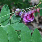 Mustalinnunherne (Lathyrus niger), siemeniä 30 kpl - pikkukuva 1