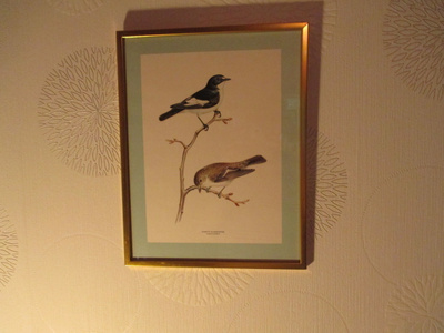 Kirjosiepot taulu.Svartvit Flugsnappare. Ficedula hypoleuca.