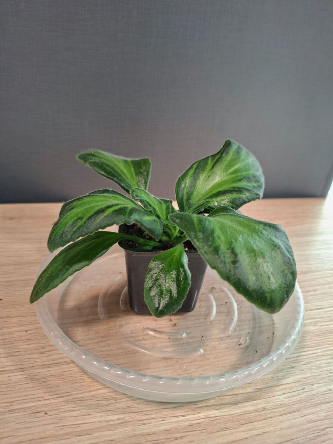Primulina