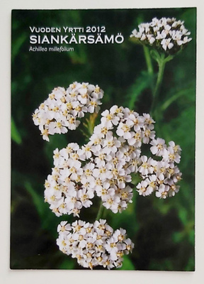 "Siankärsämö"-KULKEMATON POSTIKORTTI