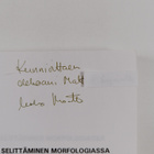 Urho Määttä : Funktionaalinen selittäminen morfologiassa ... - pikkukuva 2