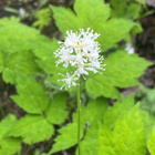 Valkokonnanmarja (Actaea pachypoda), siemeniä 50 kpl - pikkukuva 2
